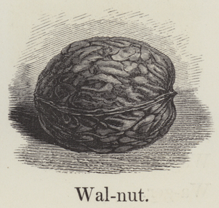 Walnut (engraving)