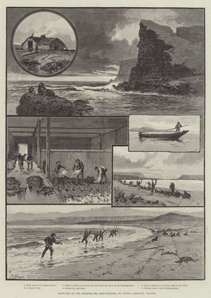 Sketches of the Behring Sea Seal-Fishery, St Paul's, Pribylov Islands (engraving)