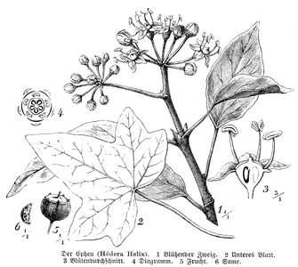 Ivy