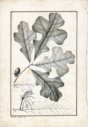 Quercus obtusiloba, 1795-1800 (engraving)