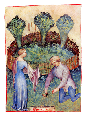 Iraq / Italy: Asparagus (Sparagus). Illustration from Ibn Butlan's Taqwim al-sihhah or 'Maintenance of Health' (Baghdad, 11th century) published in Italy as the Tacuinum Sanitatis in the 14th century