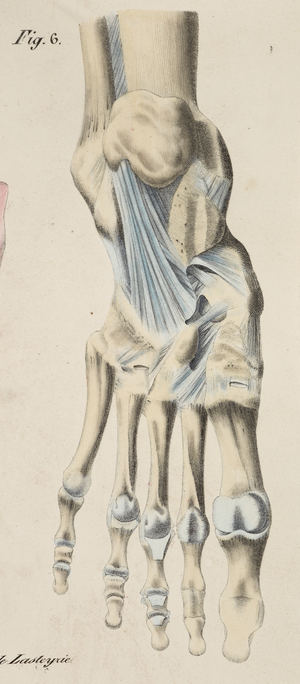 Anatomical drawing. Skeleton. Bones. Foot.