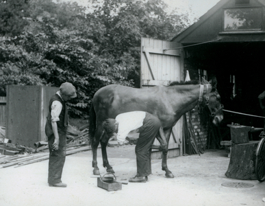 A Mule being shod at London Zoo in 1924 (b/w photo)