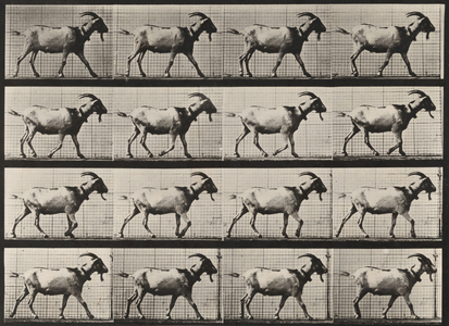 Plate Number 676. Goat; walking,1887 (photo)