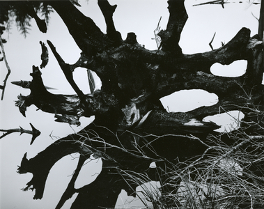 Water and Tree Reflection, 1968 (silver gelatin print)