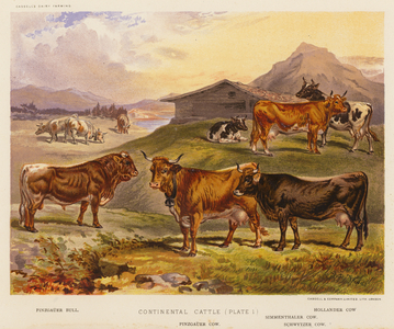 Continental Cattle (colour litho)
