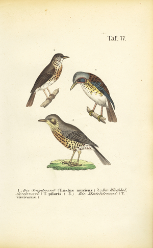 Three Thrush Species, 1850 (lithography)