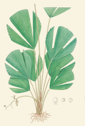 Licuala triphylla, 1850 (watercolour)
