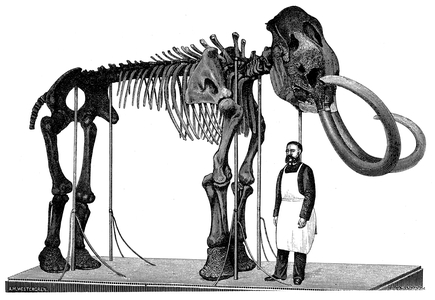 Mammoth: skeleton