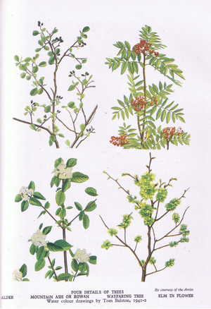 Details of Trees: Alder, Mountain Ash or Rowan, Wayfaring Tree and Elm in flower (colout litho)