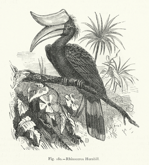 Rhinoceros Hornbill (engraving)