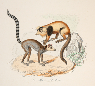 the mocco and the vari, 18th century (Engraving)