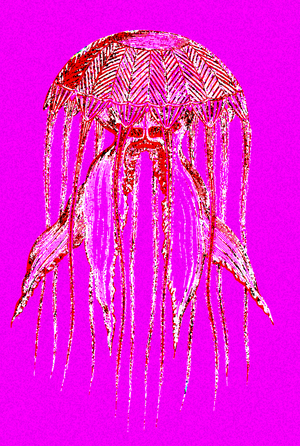 Jellyfish " Chrysaora hysoscella ", 1880 (engraving)