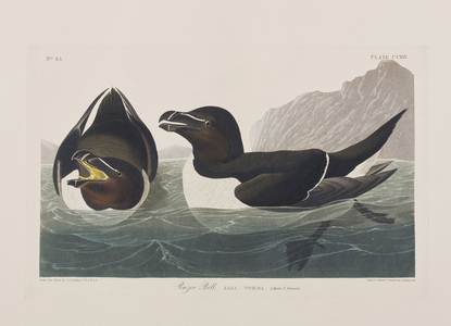 Illustration from 'Birds of America', 1827-38 (hand-coloured engraving & aquatint)