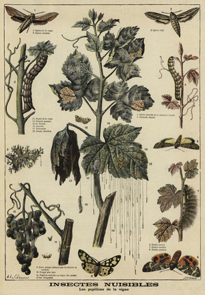 Insects harmful to grape vines (colour litho)