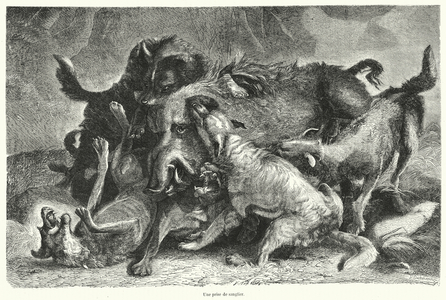 Une prise de sanglier (engraving)