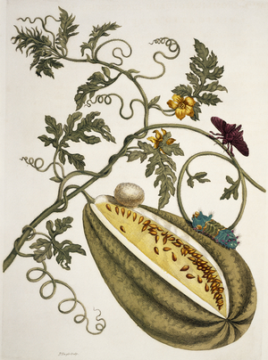 Illustration from 'Insects of Surinam', 1726 (hand-coloured engraving)