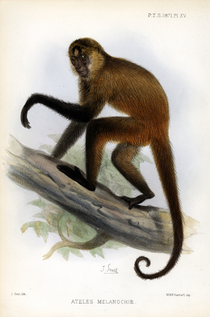 Black-handed Spider Monkey (print)