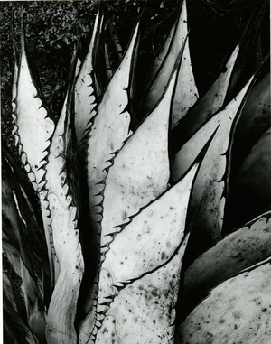 Century Plant, 1968 (silver gelatin print)