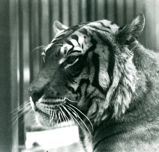 Tiger 'Sam'  at London Zoo in 1925 (b/w photo)