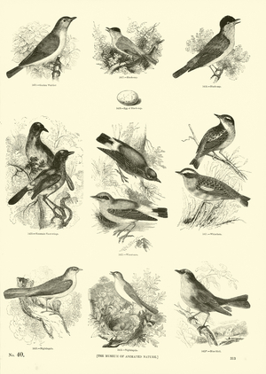 Page from The Pictorial Museum of Animated Nature (engraving)