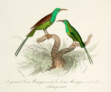 le grand soui et le soui manga vert, 18th century (Engraving)