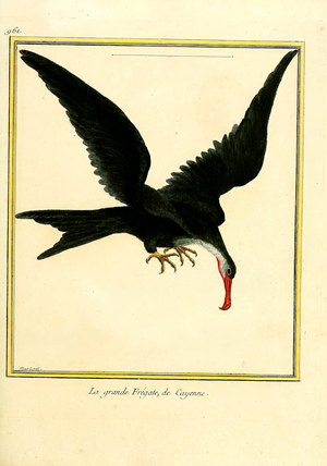 Great Frigatebird from Cayenne (print)