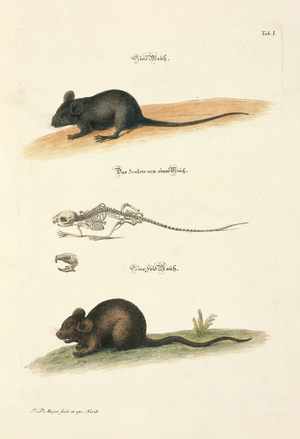 House Mouse and Field Mouse with Skeleton, 1748 (hand-coloured copperplate engraving)