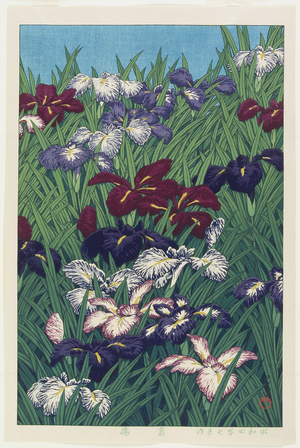 Iris, July 1929