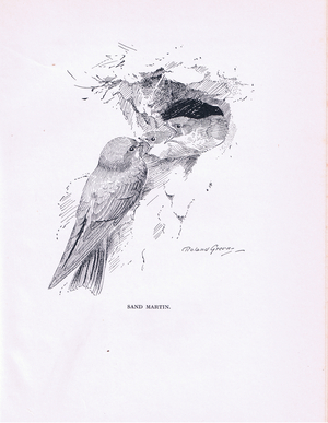 Sand Martin and young (litho)