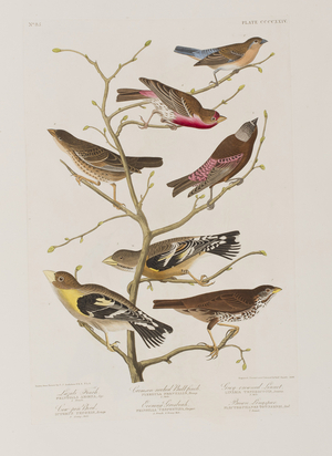 Illustration from 'Birds of America', 1827-38 (hand-coloured engraving & aquatint)