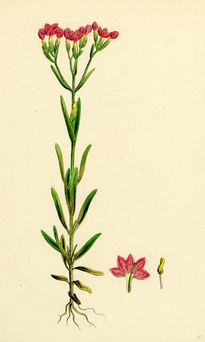 Erythraea Littoralis Narrow-Leaved Centaury