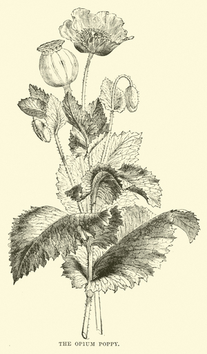 The Opium Poppy (engraving)