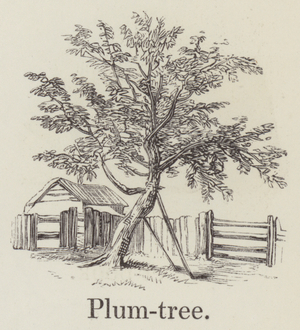 Plum tree (engraving)