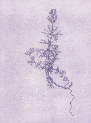 Goose Grass, 2018 (mono-print paper)
