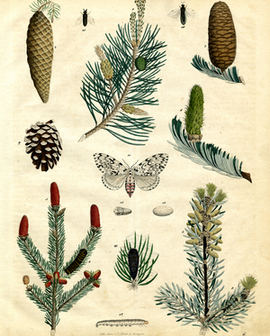 Coniferous Trees and Pine Lappet Moth (hand-coloured litho)