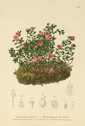 Alpine Azalea (Azalea procumbens, Loiseleuria procumbens, Kalmia procumbens) (colour litho)