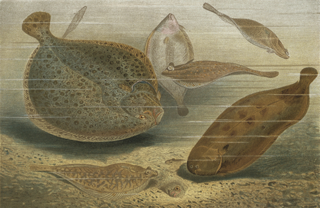 Plattfische (chromolitho)