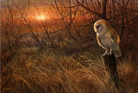 Winter Sun - Barn Owl, 2018, acrylic on board