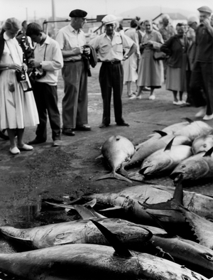 Tuna fishing in St. Jean de Luz, 1956 (photo)