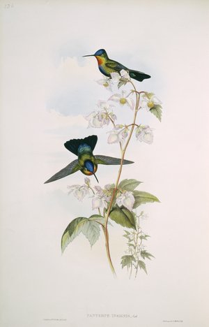 Panterpe insignis