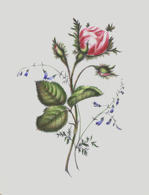 Illustration for Moss Rose Album (colour litho)