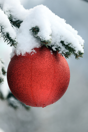 Christmas tree, France (photo)