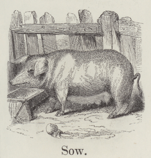 Sow (engraving)