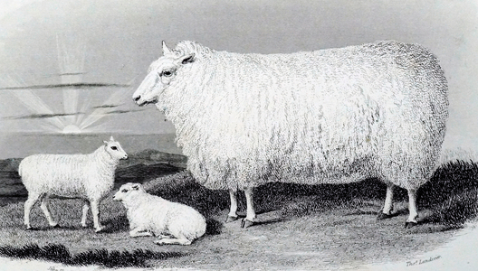 An engraving depicting a new Leicester or Dishley sheep. This breed was a result of selective breeding carried out by Robert Bakewell (1725-1795) on his farm at Dishley, Leicestershire, 19th century