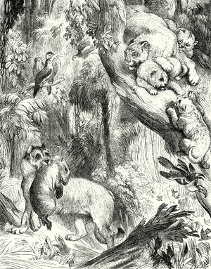 Group of Pumas (engraving)
