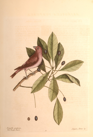 The Purple Finch, 1754 (colour litho)