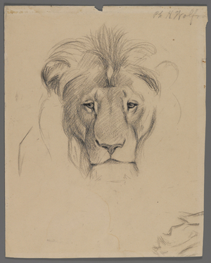 Head of a lion (graphite on paper)