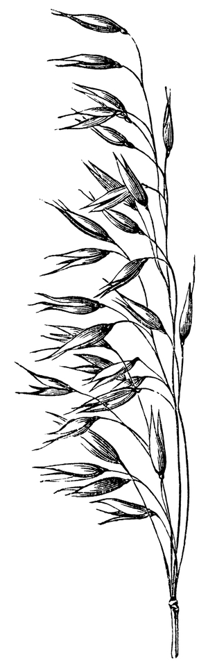 Oats