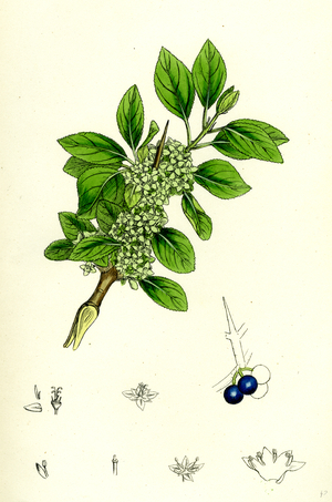 Rhamnus Catharticus Purging Buckthorn